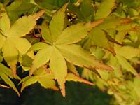 Acer palmatum cv Katsura (fam Aceracees) (Photo F. Mrugala) (4)